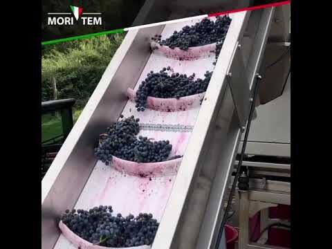 Ottimizzazione della selezione delle uve durante la vendemmia